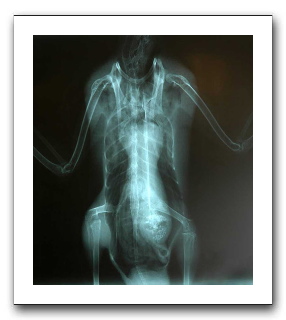 duck-alien-xray.jpg