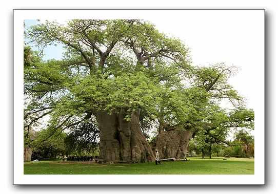 tree-bar.jpg