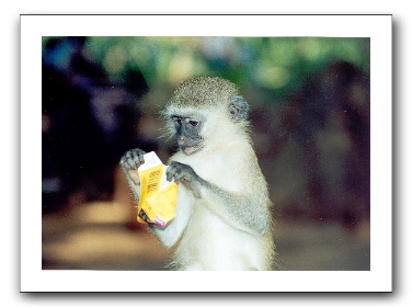 vervet-monkey.jpg