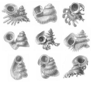 Gastropod shells shaped by a Red Queen arms race