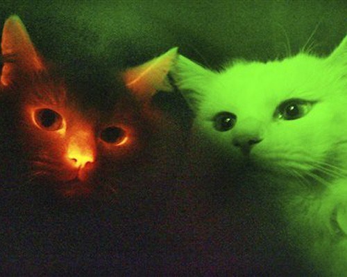 Color changing cats