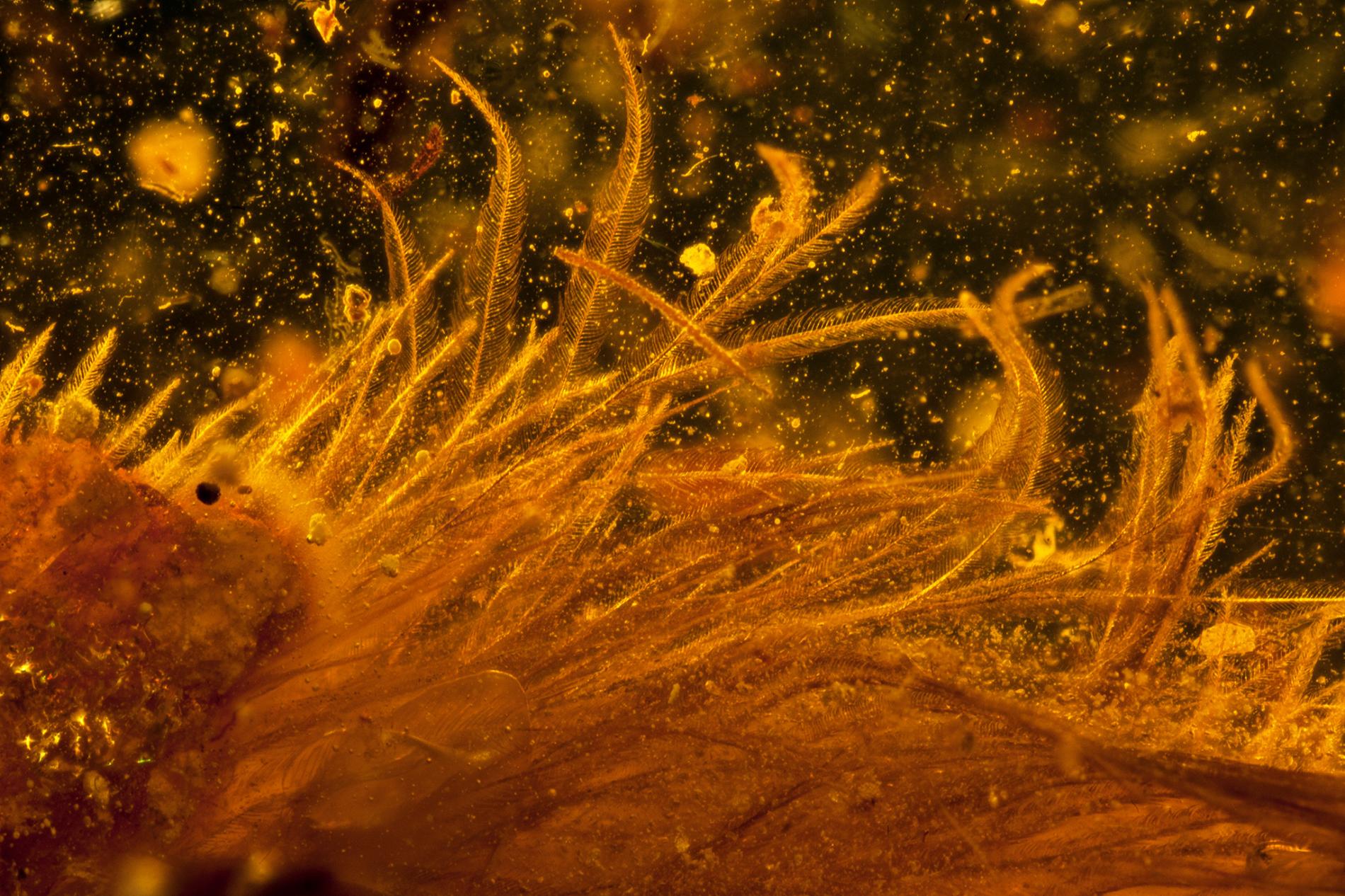 Close-up of dinosaur tail in amber