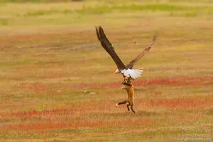 Bald Eagle in flight carrying fox