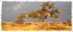 Sunset in African Savannah