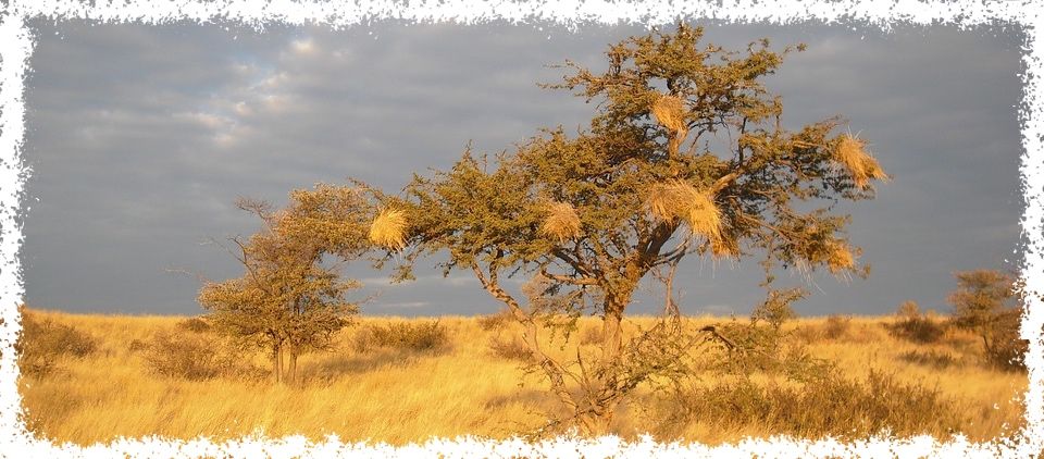 Sunset in African Savannah