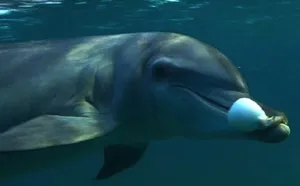 dolphin with pufferfish hanging from its mouth