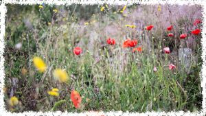 field of wildflowers