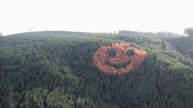A Smiley face in trees